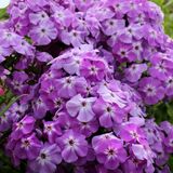 
                https://content.gdesemena.ru/images/catalog/199839_1aebd9bdaf69fefd50a89d665023b2bcf664f0154b3ca6e36e4f3e8515629610.jpg
