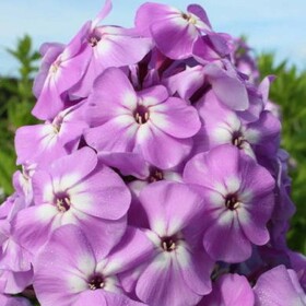 
                https://content.gdesemena.ru/images/catalog/199839_4c7216cd66d5215d60a451c199283a8da4a8a028fd14b42b13d9ce5dd10285fc.jpg
