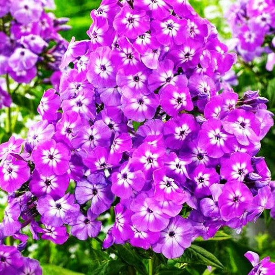 
                https://content.gdesemena.ru/images/catalog/199840_06b13e06793cb69e30d97b11246280edf1e711fb0e5ee1ee00d20cdb41fcdb74.jpg
