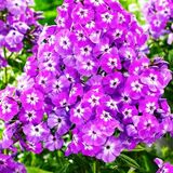 
                https://content.gdesemena.ru/images/catalog/199840_06b13e06793cb69e30d97b11246280edf1e711fb0e5ee1ee00d20cdb41fcdb74.jpg
