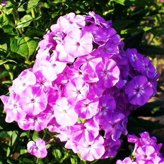 
                https://content.gdesemena.ru/images/catalog/199840_b57585dfe6a5d92264fceefa59433f155ab979148d6cd240b43426e30c81d32f.jpg
