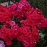 
                https://content.gdesemena.ru/images/catalog/199847_df4eedc226e2bc083556d2fc20d6e505f2c2c9b49c3e522281c4df9b591bec5d.jpg
