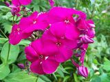 
                https://content.gdesemena.ru/images/catalog/199847_e9c0ec6e079d12601ab802da74df096bd00f8e66b6c9dc40a254c016566dc2db.jpg
