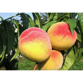 хадус.желтый