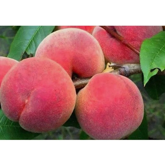 фестивальный