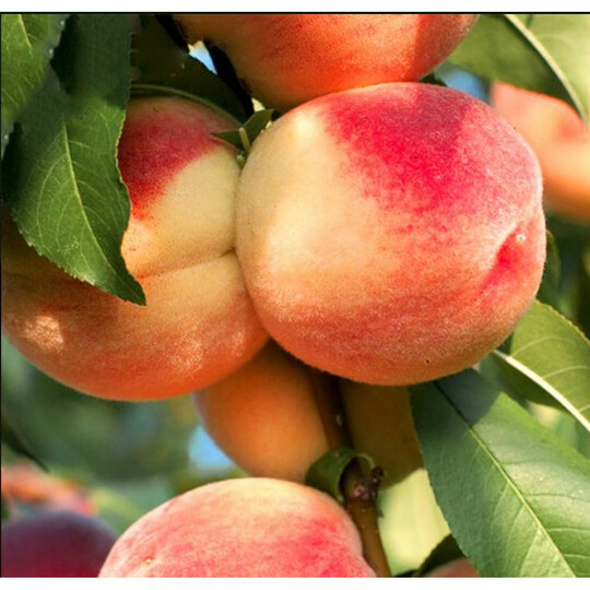 ставроп.розовый