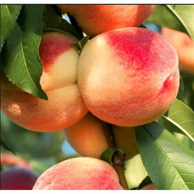 ставроп.розовый