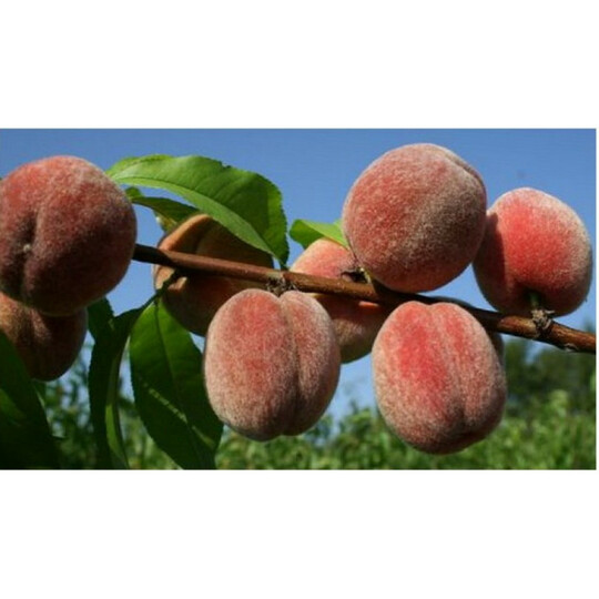 пушистый ран