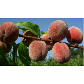 пушистый ран