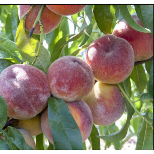 память симиренко