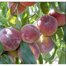 память симиренко