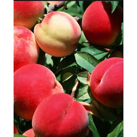 осен.румянец