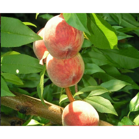 ирган.поздний