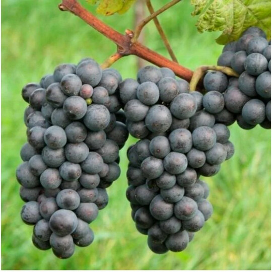 зелен.рубин