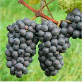 зелен.рубин