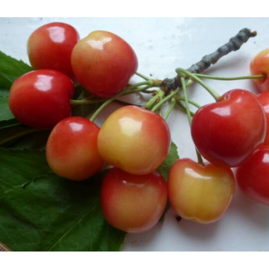 краса кубани