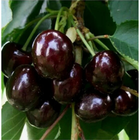 дагестанка