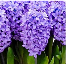 
                https://content.gdesemena.ru/images/catalog/200009_2216d4b958edcd1ae2b5e7333ae1efe79c14f01295c672faf434abfba355aa0d.jpg

