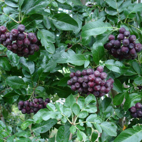 сорб мичурина