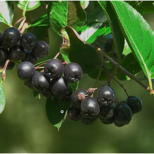 сорб всеслава