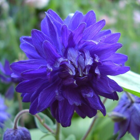 Аквилегия Blue Barlow (Блу Барлоу)