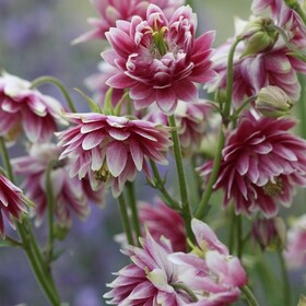 Аквилегия Nora Barlow (Нора Барлоу)