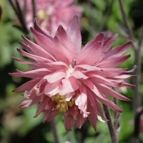 Аквилегия Rose Barlow (Роуз Барлоу)