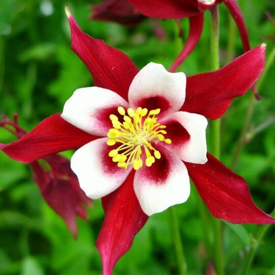 Аквилегия Rotstern (Ротстерн)