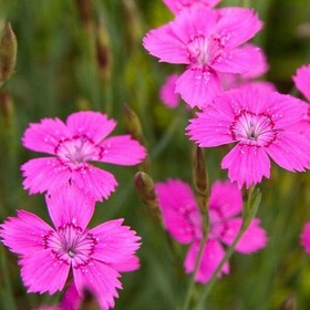 Гвоздика травянка Roseus (Розеус)