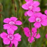 Гвоздика травянка Roseus (Розеус)