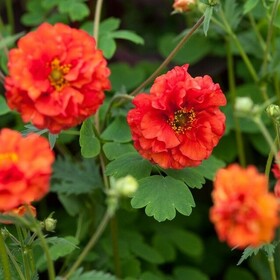 Гравилат Blazing Sunset (Блейзинг Сансет)