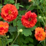 Гравилат Blazing Sunset (Блейзинг Сансет)