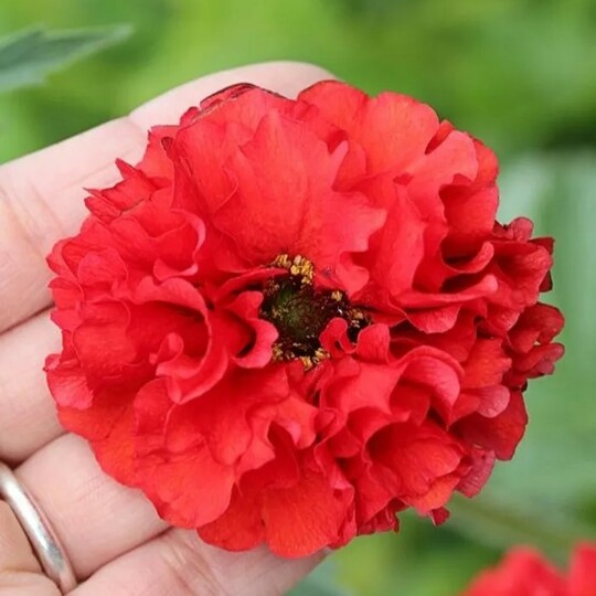 Гравилат Blazing Sunset (Блейзинг Сансет)