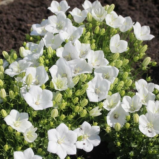 Колокольчик карпатский Pearl White (Перл Вайт)