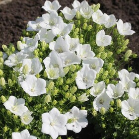 Колокольчик карпатский Pearl White (Перл Вайт)