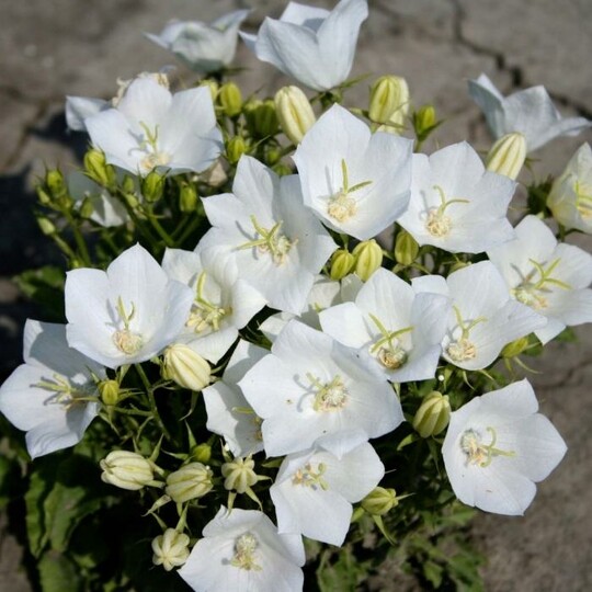 Колокольчик карпатский Pearl White (Перл Вайт)