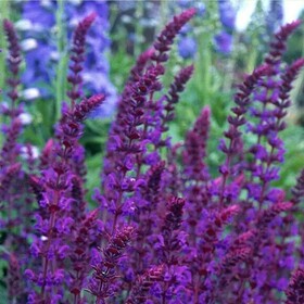 Сальвия (шалфей) Violet Queen (Виолет Квин)