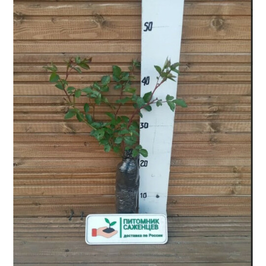 в ассортименте