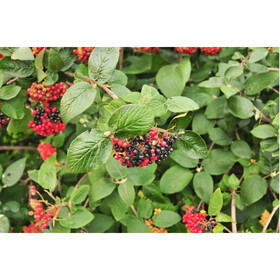 калин вариет