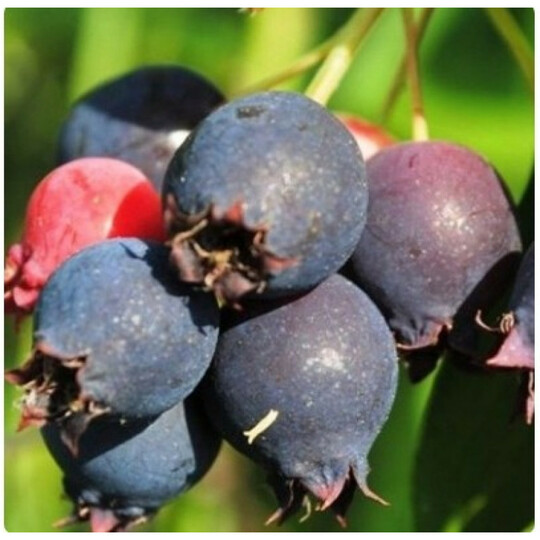 красноярская