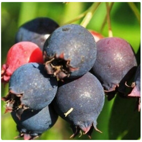 красноярская