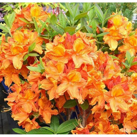 глоуинг эмберс