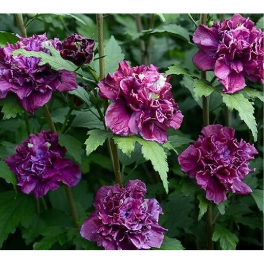 френч кабаре