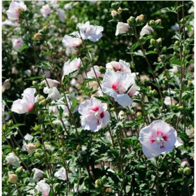 чайна шифон