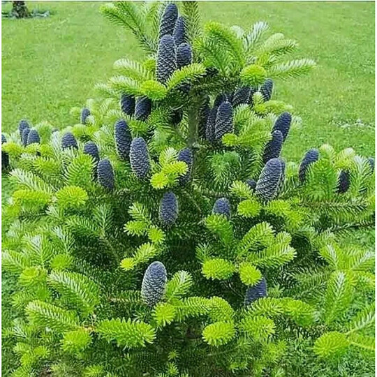 корейская20