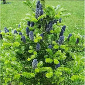 корейская20