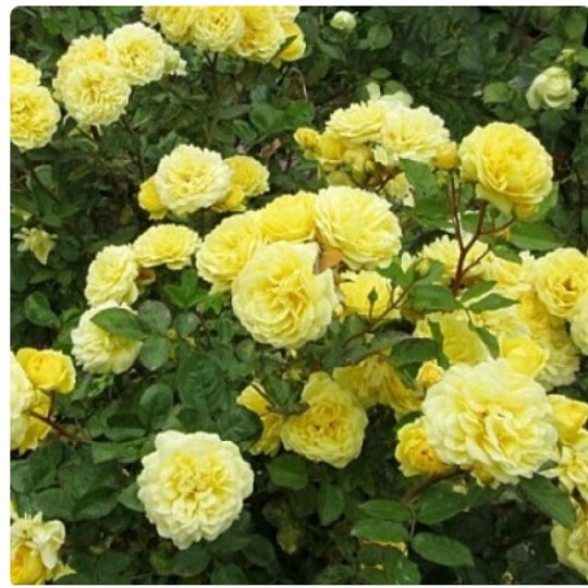 анна дюпрей