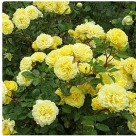 анна дюпрей