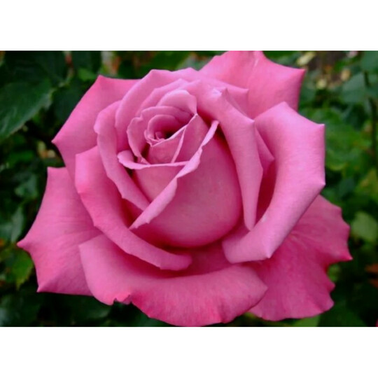 гранд розовый