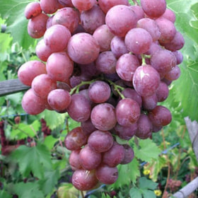 Виноград Виктория